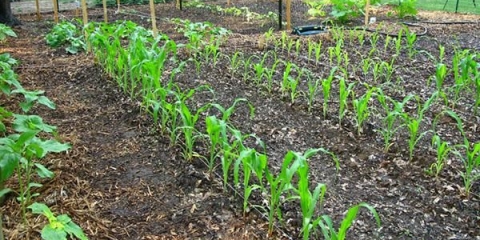Kako posaditi sadnice kukuruza u otvorenom tlu